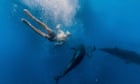 Swim with the fishes: is tuna tourism just a bit of harmless holiday fun?