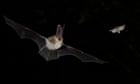 Where are all the bats? – alarm as numbers fall in England