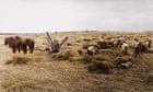 ‘Goldmine’ collection of wheat from 100 years ago may help feed the world, scientists say