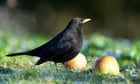 Blackbird numbers plummet in south of England amid potential spread of virus