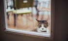 Cat burglars: scientists try to solve mystery of why felines ‘steal’ random objects