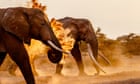 Trophy hunter killings spark fierce battle over the future of super tusker elephants