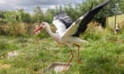 Rewilding plan aims to bring majestic white storks to London