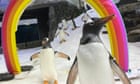 Magic moment: Sydney aquarium filled with song after sea birds mourn death of gay penguin Sphen