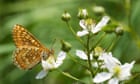 Cornish conservation charity launches major ‘Tor to Shore’ rewilding project