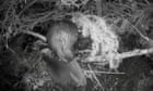 Britain experiencing a beaver baby boom as kits spotted across the country