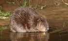 Beavers transform Devon’s River Otter – but their return across England and Wales has stalled