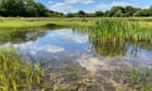 Push to identify ‘priority ponds’ in UK that are refuges for plants and animals