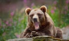 Sweden to kill 20% of its brown bears in annual hunt