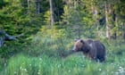 Swedish hunters kill more than 150 brown bears in first days of annual cull