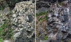 Stark before and after photographs reveal sharp decline of Norway’s seabirds