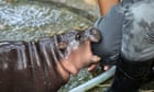 A baby pygmy hippo named Moo Deng: she is all we want to look at | Helen Sullivan