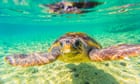 ‘It’s hugely moving’: record numbers of sea turtle nests recorded in Greece