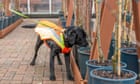 Bark detective: dog trained to sniff out UK tree disease