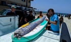 Second oarfish, mythical harbinger of doom, found washed up in California