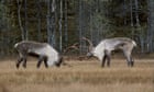 Ghosts of the landscape: how folklore and songs are key to rewilding Finland’s reindeer