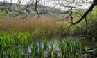 English wildlife ‘could be disappearing in the dark’ due to lack of scrutiny