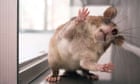 Cheap, smart and efficient: how giant rats are transforming the fight against TB