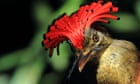 In the most untouched, pristine parts of the Amazon, birds are dying. Scientists may finally know why