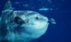 Japan aquarium cheers up lonely sunfish by taping photos of human faces to its tank