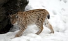 Two lynx on the loose in the Scottish Highlands