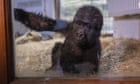 Baby gorilla rescued from hold of Turkish Airlines plane