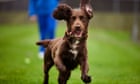 Meet Gem the cocker spaniel – the face of UK pet cloning