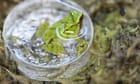 Endangered frogs born at London zoo after rescue mission in Chile