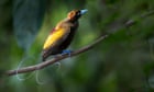 Many birds-of-paradise species emit light through their plumage, study finds