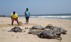 More than 1,100 dead sea turtles washed up along southern India’s coastline