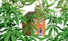 The cannabis farm scandal: how a rogue lettings agency destroyed countless homes