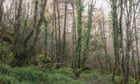 The last fragments of ancient Irish rainforests may face a new threat … trees