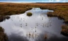 World’s largely unprotected peatlands are ticking ‘carbon bomb’, warns study