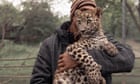 Shot, poisoned and beaten to death: why leopard killings are soaring in Pakistan