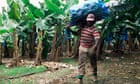 ‘A deliberate poisoning’: how a banned pesticide haunts the French Caribbean